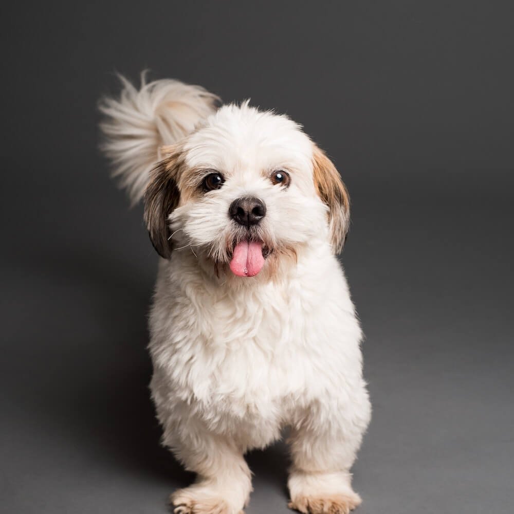 dog-2.jpg