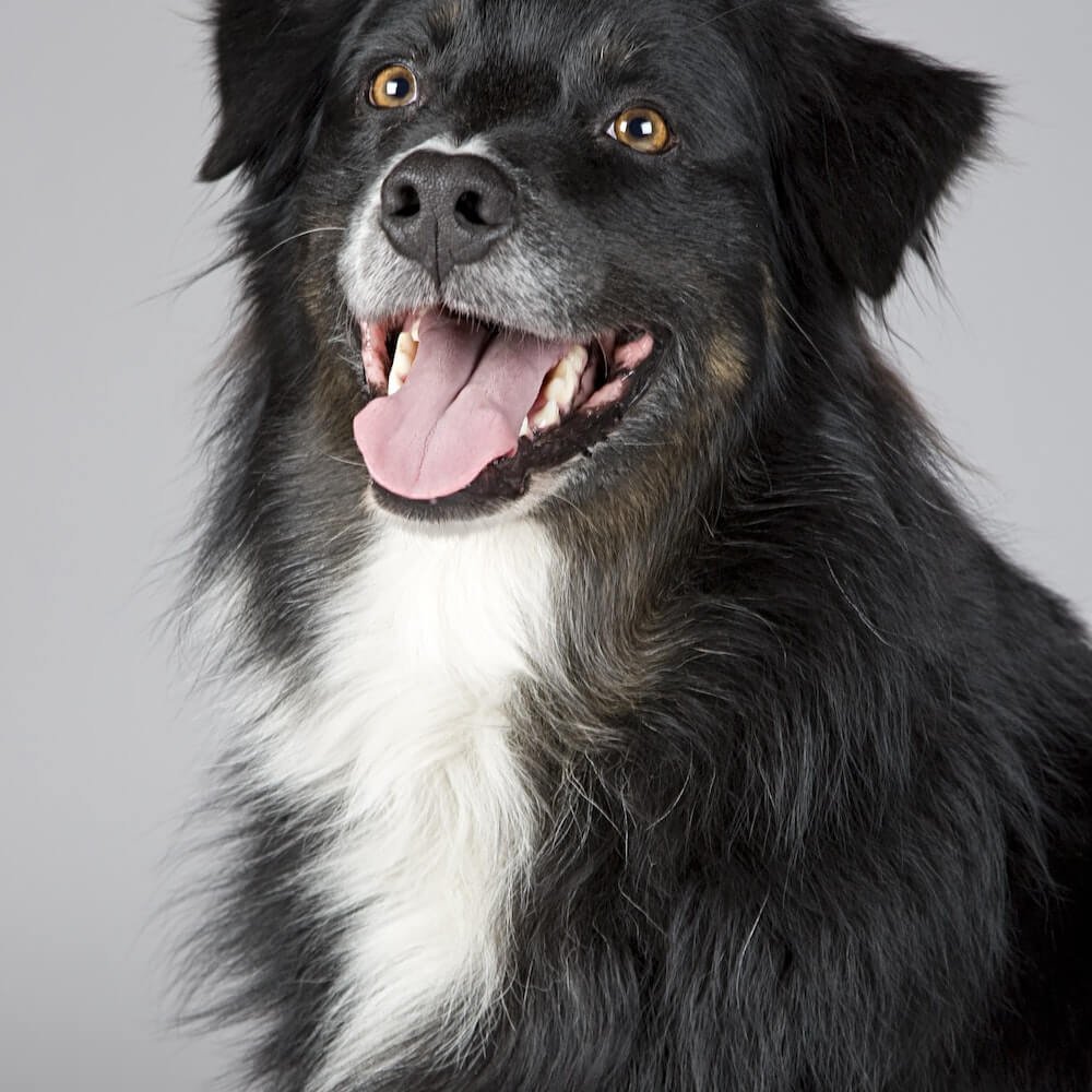 dog-5.jpg